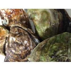  Atlantic Oyster Variety Pack (5 x 12ct)